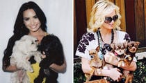 Celebrity Dog Moms ... Happy Mother's Day!